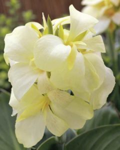 Canna 'South Pacific Ivory' (American Takii)