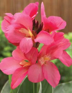 Canna 'South Pacific Rose' (American Takii)