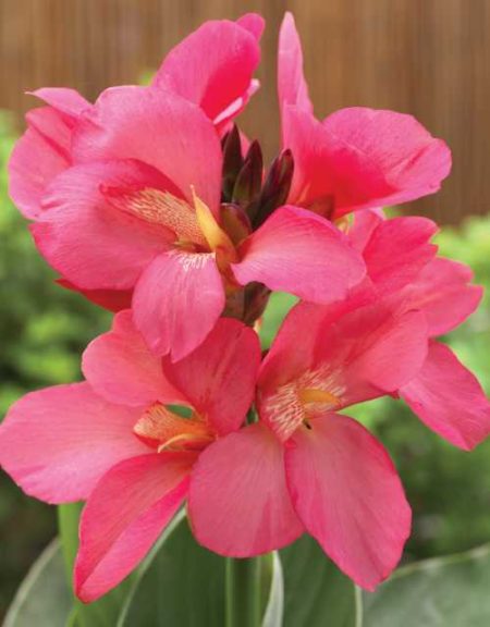 Canna 'South Pacific Rose' (American Takii)