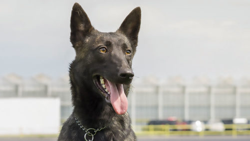 Meet Chili, NatureFresh Farms’ Pest-Detecting Canine