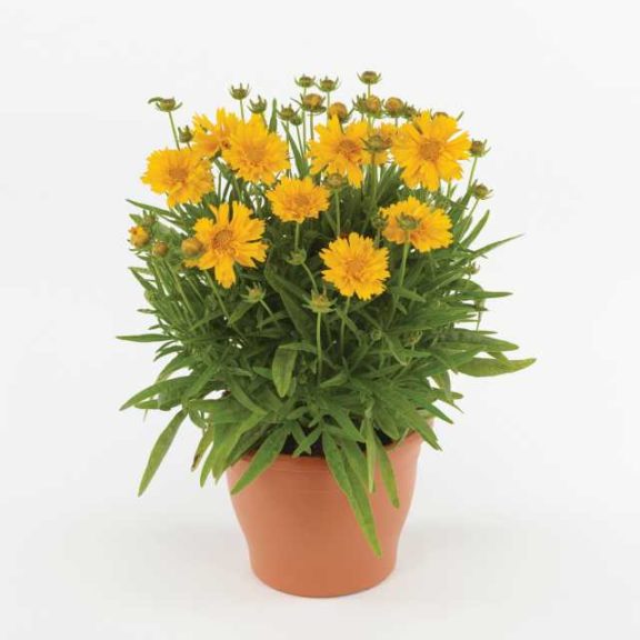 Coreopsis 'Double the Sun' (Kieft Seed)