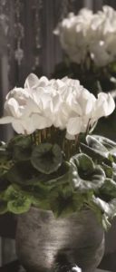 Cyclamen 'Halios White Silverleaf' (Ch. Morel)