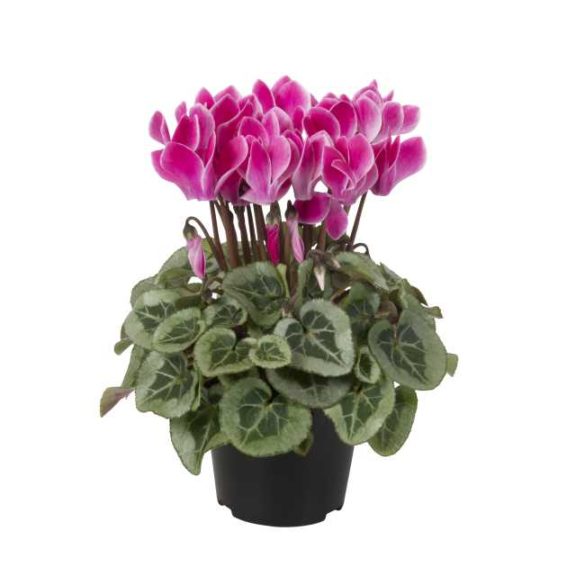 Cyclamen 'Picasso Wine Red Flamed' (Sakata Ornamentals)