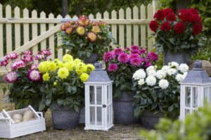 Dahlia Labella Maggiore Series (Beekenkamp)