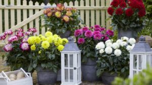 California Spring Trials 2018 Northern Region Preview: Benary, American Takii, Sakata Ornamentals, Beekenkamp, and More