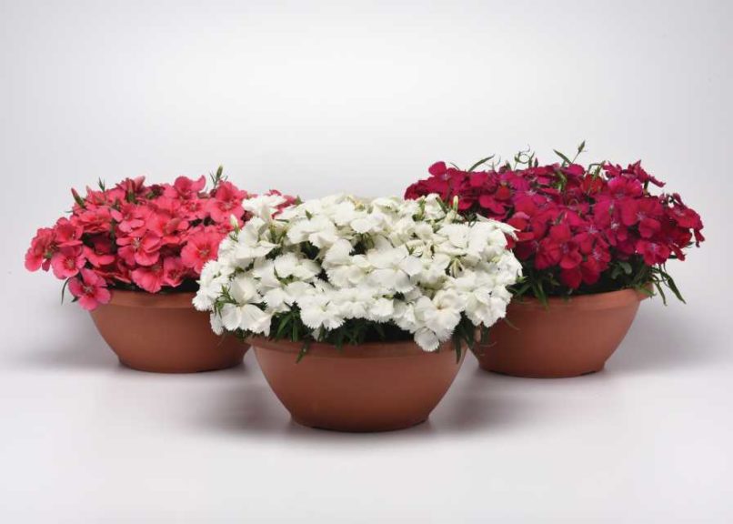 Dianthus 'Corona' (PanAmerican Seed)