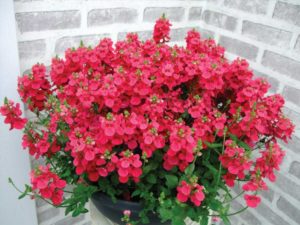 Diascia 'Morning Mist Basket Red' (Cohen Nurseries)