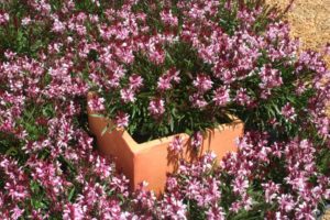 Gaura lindheimeri 'Lillipop Supreme' (Cultivaris)
