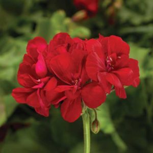 Geranium 'Moxie Dark Red' (Syngenta Flowers)