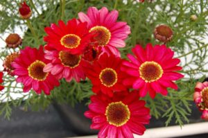 Argyranthemums 'Grandaisy Red' (Suntory Flowers)