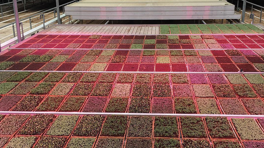 HelioCORE at Greenbelt Microgreens