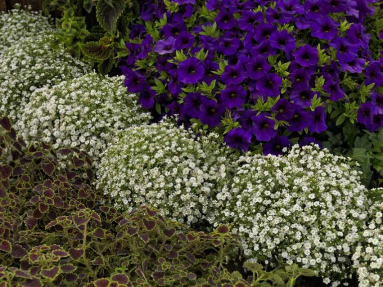 Gypsophila 'Gypsy White Improved' (Sakata Ornamentals)
