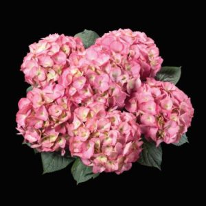 Hydrangea 'Kanmara Deep Pink' (Ball Ingenuity)