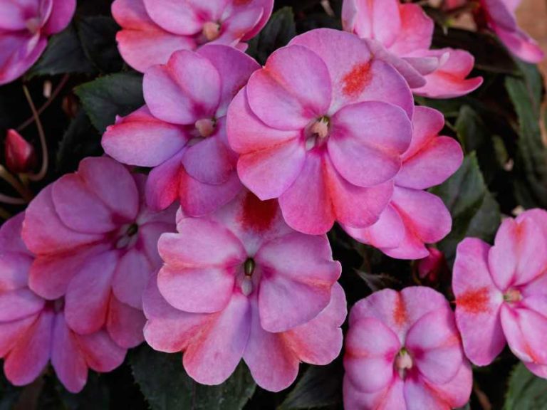 Impatiens 'SunPatiens Compact Pink Candy' (Sakata Ornamentals)