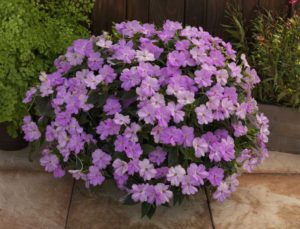 Impatiens 'Sunpatiens Orchid' (Sakata Ornamentals)