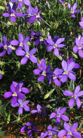 Isotoma 'Fizz-n-Pop Dark Blue' (Thompson & Morgan)