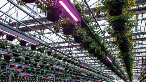 The Ins and Out of Greenhouse Crop Lighting Systems