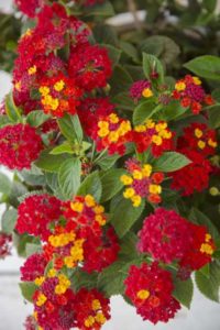 Lantana 'Firestorm' (Southern Living Plant Collection) 