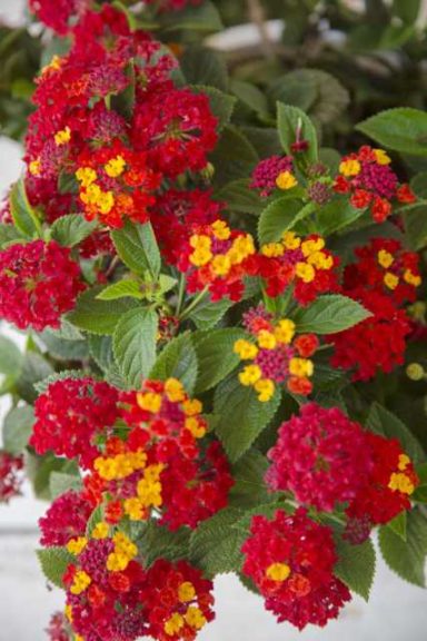 Lantana 'Firestorm' (Southern Living Plant Collection) 