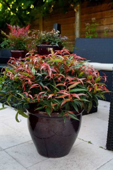 Leucothoe 'Burning Love' (Sunset Western Garden Collection/Southern Living Plant Collection)