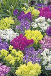 Linaria Fantasy Series (American Takii)