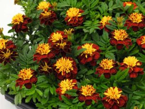 Marigold 'Super Hero Spry' (Ernst Benary of America)