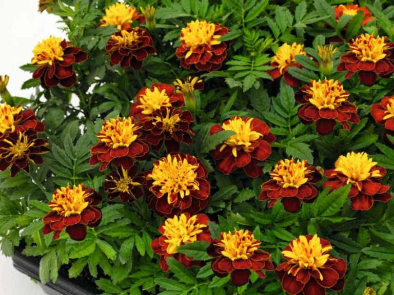 Marigold 'Super Hero Spry' (Ernst Benary of America)