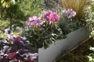 Cyclamen Metis Deco Mix Evolution (Ch. Morel)