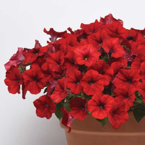 Petunia 'Easy Wave Red Improved' (Wave)