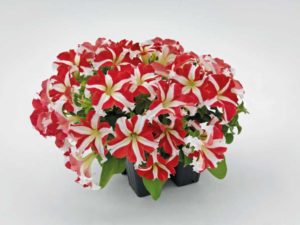 Petunia 'Success! 360° Red Star' (Ernst Benary of America)
