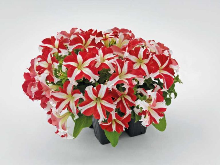 Petunia 'Success! 360° Red Star' (Ernst Benary of America)