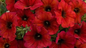 Attention Plant Breeders: CIOPORA Highlights Upcoming Plant Intellectual Property Workshop