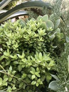 Pittosporum 'Beach Ball' (Sunset Western Garden Collection)