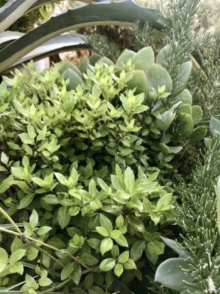 Pittosporum 'Beach Ball' (Sunset Western Garden Collection)