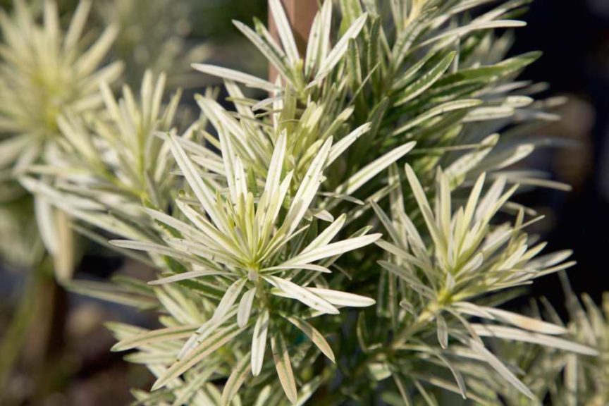 Podocarpus 'Roman Candle' (Sunset Western Garden Collection/Southern Living Plant Collection)
