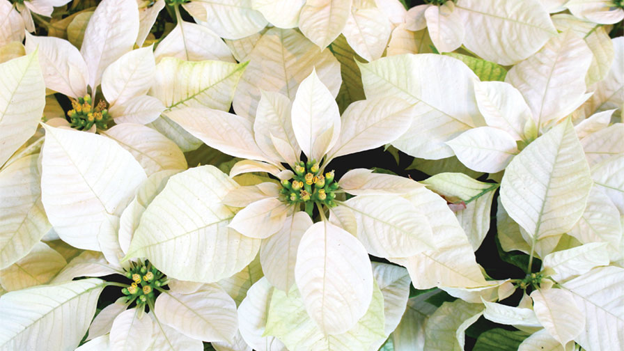 Survey Says: Poinsettia Prices, Sales, and Production Increased in 2017 -  Greenhouse Grower