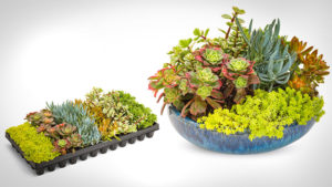 Proven Winners Delays Launch of Coral Creations Succulents