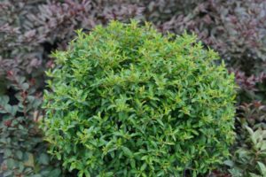 xPyracomeles 'Juke Box' (Spring Meadow Nursery)