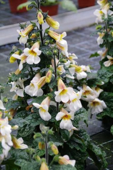 Rehmannia hyb. 'Crouching Tiger' (Cultivaris)