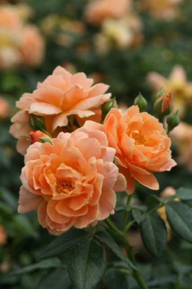 Rosa 'At Last' (Spring Meadow Nursery)
