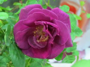 Rosa 'Brindabella Purple Prince' (Suntory Flowers)