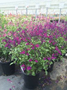 Salvia 'Vibe Ignition Purple' (PlantHaven International)