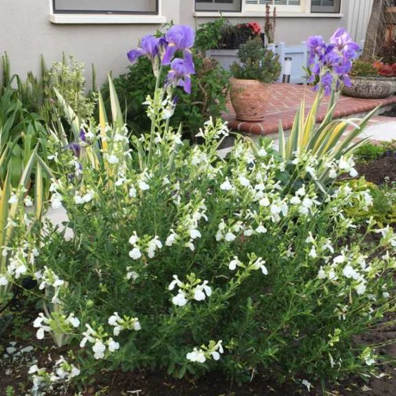 Salvia 'Vibe Ignition White' (PlantHaven International)