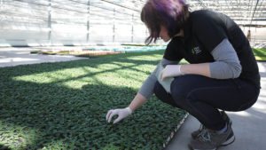 How to Keep Your Greenhouse Crop Free of Disease