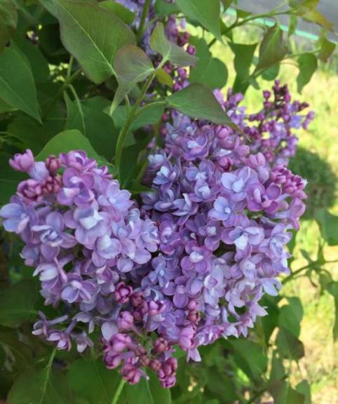 Syringa 'Scentara Double Blue Lilac' (Spring Meadow Nursery)
