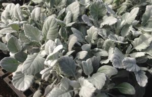 Senecio 'Silvery Velvet' (Jaldety Nurseries)