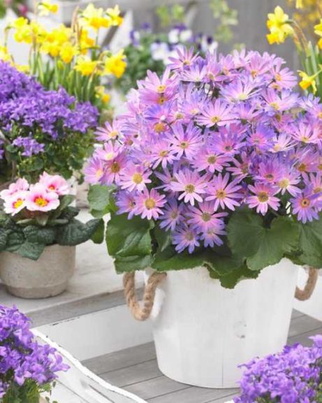 Pericallis 'Senetti Magic Salmon' (Suntory Flowers)