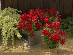 Snapdragon 'Floral Showers Scarlet Improved' (Sakata Ornamentals)