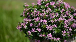 Everything You Need to Know About California Spring Trials! (Whether You’re Going In Person or Want to Follow All the Action)