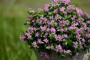Catharanthus 'Soiree Light Purple' (Suntory Flowers)